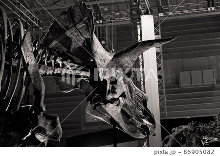 恐竜の化石の展示（トリケラトプス） 86905082