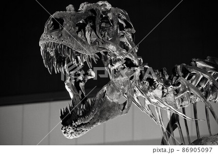 恐竜の化石の展示 86905097