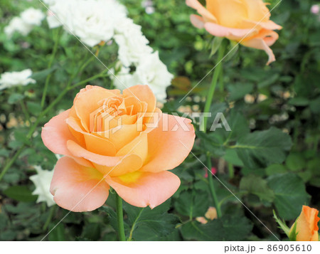 ローズヒルあまがせローズヒルあまがせのバラ　エキゾチカ　のバラ　エキゾチカ　大分県日田市天瀬町五馬市 86905610