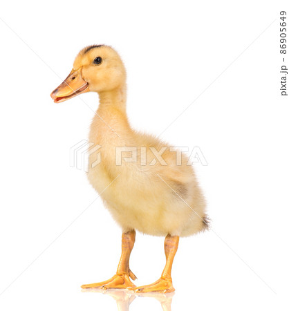Cute newborn duckling Cute newborn duckling 86905649