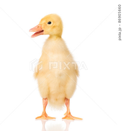 Cute newborn duckling 86905660