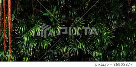 Tropical green leaf Tropical green leaf 86905877