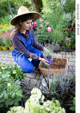 A worker arranges pots of heather flowers in a basket. Garden Shop. A worker arranges pots of heather flowers in a basket. Garden Shop. 86905900