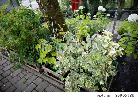 Common ivy in cuttings at the garden store. Flowering plant. 86905939