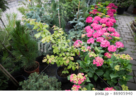 Pink hydrangea flowers in cuttings at the garden store. Flowering plant. 86905940
