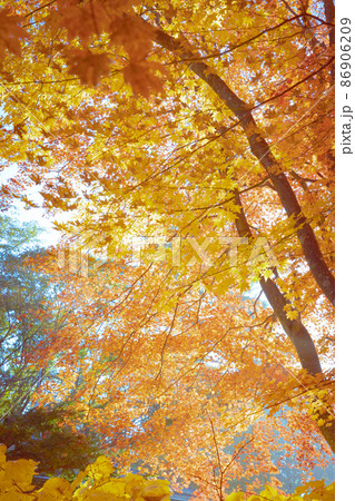晩秋の紅葉もみじ 晩秋の紅葉もみじ 86906209