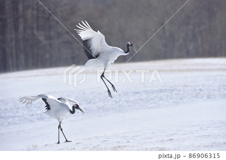 タンチョウのダンス(北海道・鶴居) タンチョウのダンス(北海道・鶴居) 86906315