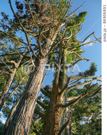 大阪府 高槻市 東海自然歩道 86906891