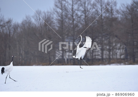 翼を広げて着陸するタンチョウ（北海道・鶴居） 86906960