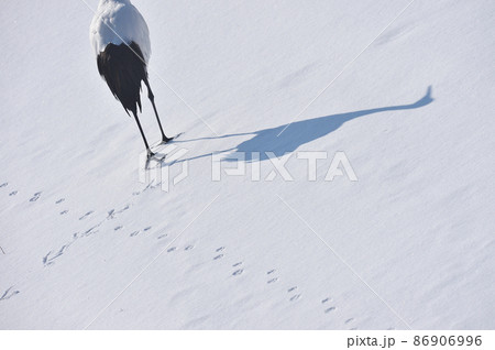 足跡をつけながら雪原を歩くタンチョウ（北海道） 86906996