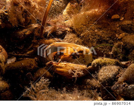 A blue mussel, Mytilus edulis, in cold Northern European waters A blue mussel, Mytilus edulis, in cold Northern European waters 86907014