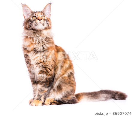 Maine Coon kitten Maine Coon kitten 86907074