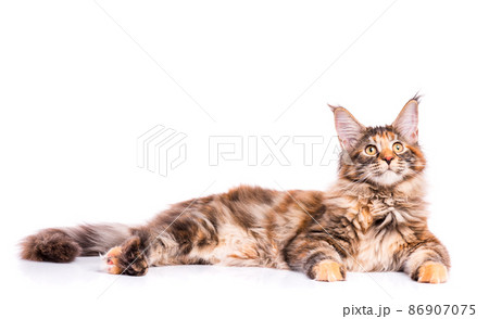 Maine Coon kitten Maine Coon kitten 86907075