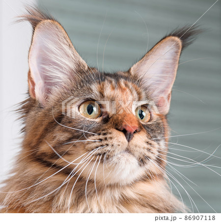 Portrait of Maine Coon cat Portrait of Maine Coon cat 86907118