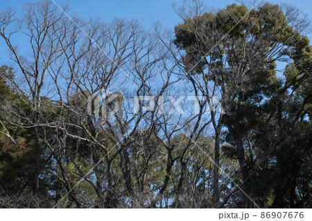 冬の木々と青空 86907676
