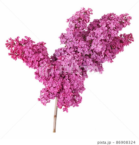 Violet lilac flower 86908324