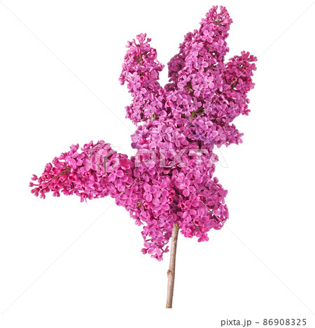 Violet lilac flower 86908325