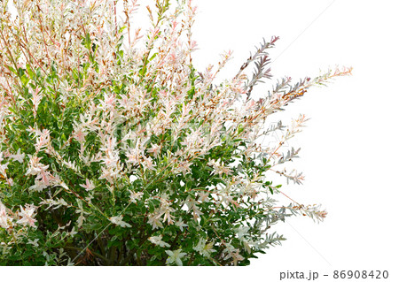 White flower bush isolated on white background 86908420