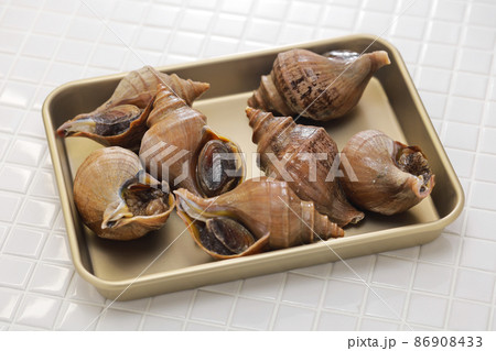 つぶ貝(アツエゾボラ) つぶ貝(アツエゾボラ) 86908433