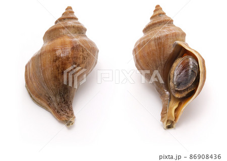 つぶ貝(アツエゾボラ) 86908436