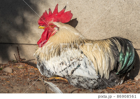 Portrait of a rooster in a chicken coop. 86908561