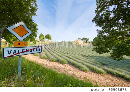Huge Field of rows of lavender in France, Valensole, Cote Dazur-Alps-Provence, purple flowers, green stems, combed beds with perfume base, panorama, perspective, trees and mountains are on background Huge Field of rows of lavender in France, Valensole, Cote Dazur-Alps-Provence, purple flowers, green stems, combed beds with perfume base, panorama, perspective, trees and mountains are on background 86908678