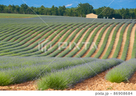 Huge Field of rows of lavender in France, Valensole, Cote Dazur-Alps-Provence, purple flowers, green stems, combed beds with perfume base, panorama, perspective, trees and mountains are on background Huge Field of rows of lavender in France, Valensole, Cote Dazur-Alps-Provence, purple flowers, green stems, combed beds with perfume base, panorama, perspective, trees and mountains are on background 86908684