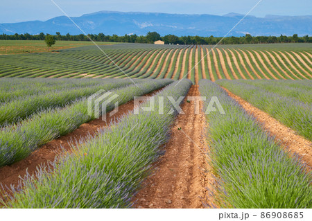 Huge Field of rows of lavender in France, Valensole, Cote Dazur-Alps-Provence, purple flowers, green stems, combed beds with perfume base, panorama, perspective, trees and mountains are on background Huge Field of rows of lavender in France, Valensole, Cote Dazur-Alps-Provence, purple flowers, green stems, combed beds with perfume base, panorama, perspective, trees and mountains are on background 86908685