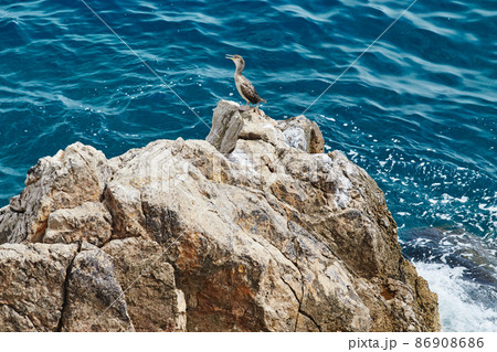 Wild sea bird sitting on a rock in the Mediterranean Sea near Monaco, azure color water Wild sea bird sitting on a rock in the Mediterranean Sea near Monaco, azure color water 86908686