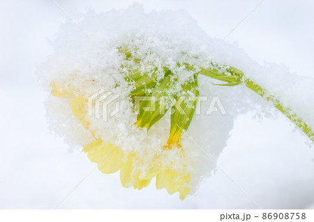 Primrose flower covered with snow in early spring. Primrose flower covered with snow in early spring. 86908758