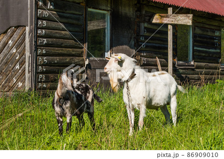 White goat and south african boer goat on nature 86909010