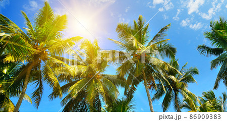 Coconut palms and sun on the blue sky . Wide photo. Travel and vacation concept Coconut palms and sun on the blue sky . Wide photo. Travel and vacation concept 86909383