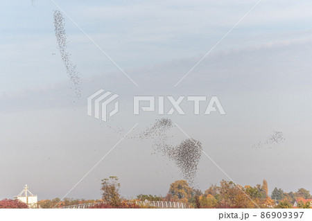 Cloud of starlings sublime choreography starlings birds followed by a raptor. Cloud of starlings sublime choreography starlings birds followed by a raptor. 86909397