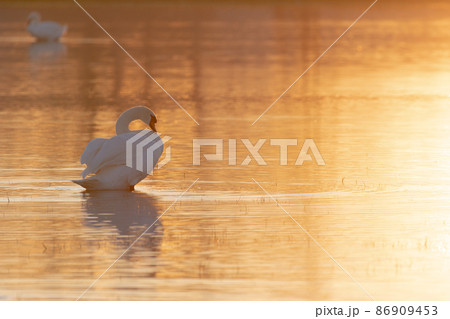 Mute swan in a flooded meadow in the evening. 86909453