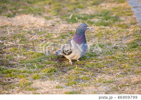 ハト　静岡市広野海岸公園 86909799