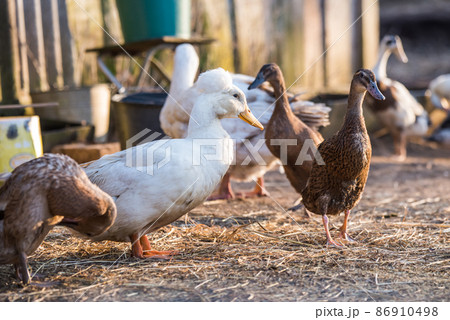Group of geese walking around yard and garden 86910498