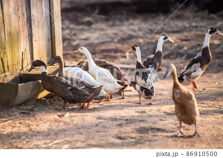 Group of geese walking around yard and garden 86910500