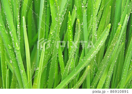 Dewdrops on blades of grass. 86910891