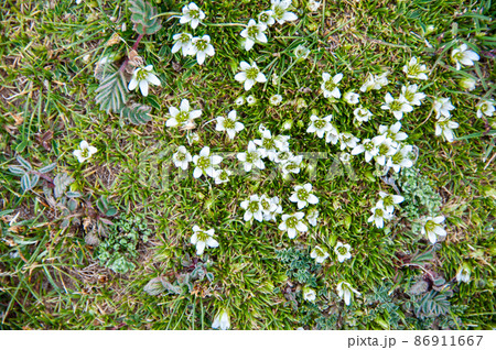中国 青海省 ザリン湖畔に咲くナデシコ科タカネツメクサ属Arenaria kansuensis 中国 青海省 ザリン湖畔に咲くナデシコ科タカネツメクサ属Arenaria kansuensis 86911667