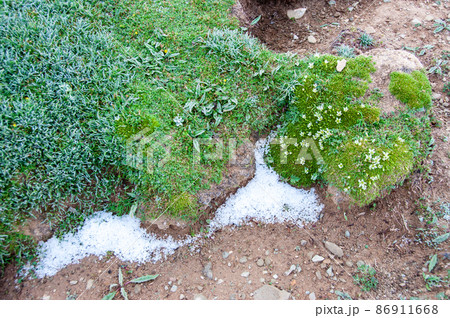 中国 青海省 ザリン湖畔に咲くナデシコ科タカネツメクサ属Arenaria kansuensis 中国 青海省 ザリン湖畔に咲くナデシコ科タカネツメクサ属Arenaria kansuensis 86911668