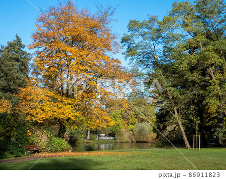 Autumn Leafs 86911823