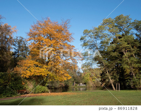 Autumn Leafs 86911828