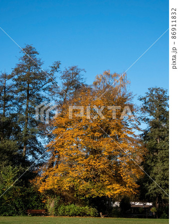 Autumn Leafs 86911832