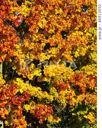 Autumn Leafs 86913050