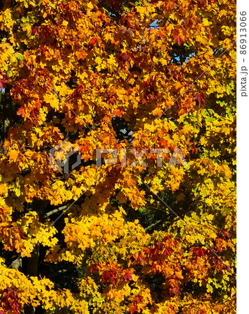 Autumn Leafs 86913066