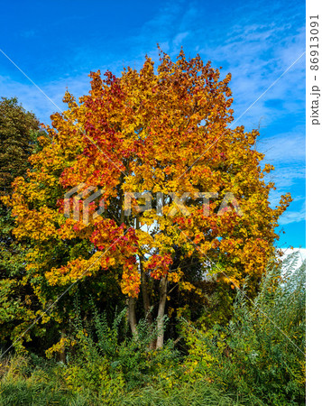 Autumn Leafs 86913091