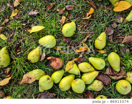 Windfall in Autumn, Pear 86913374