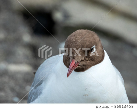Black-headed Gull at the North Sea Black-headed Gull at the North Sea 86913458