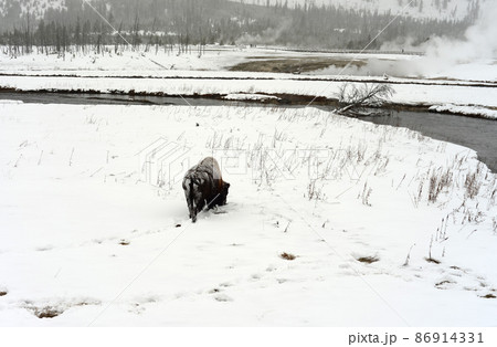 Yellowstone American Bison Yellowstone American Bison 86914331