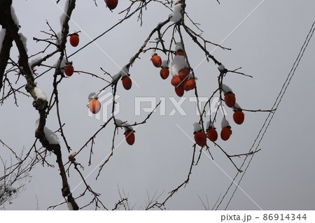 冬空と雪の積もるオレンジの実の柿の木と電線の風景 86914344